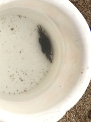 Pachygrapsus marmoratus