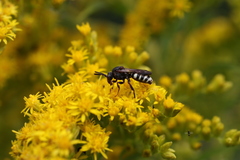 Nomada vicina