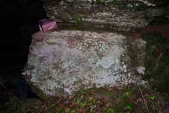 Lepraria finkii