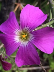 Oxalis arenaria