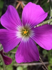 Oxalis arenaria