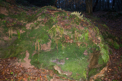 Dicranella cerviculata