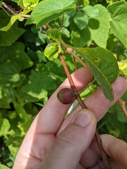 Ampelomyia vitispomum