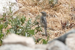 Conirostrum cinereum