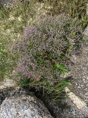 Limonium carolinianum