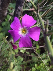Oxalis arenaria
