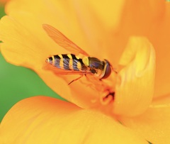 Syrphus