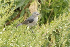 Conirostrum cinereum