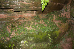 Conocephalum conicum