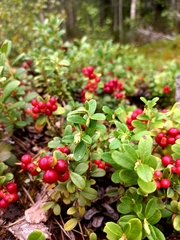 Vaccinium vitis-idaea