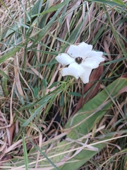 Papaver dubium