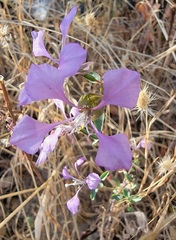 Clarkia