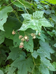 Rubus odoratus