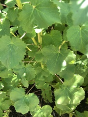 Ceratotheca