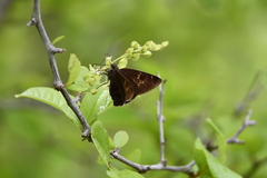 Eudaminae