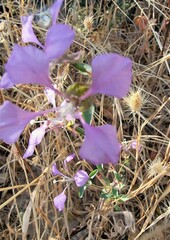 Clarkia