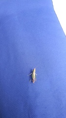 Pseudochorthippus parallelus