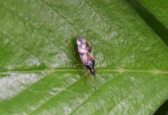 Anthocoris nemorum