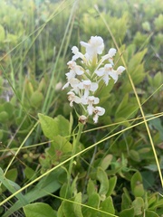 Platanthera blephariglottis