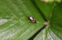Anthocoris nemorum