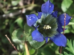 Gentiana calycosa
