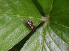 Anthocoris nemorum