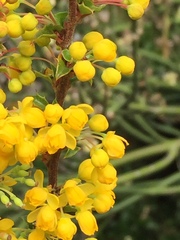 Berberis actinacantha