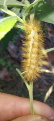 Spilosoma