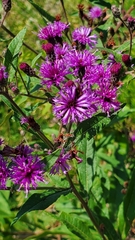Vernonia missurica