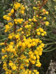 Berberis actinacantha