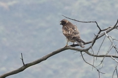 Geranoaetus polyosoma