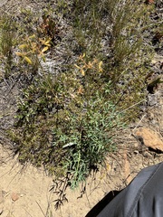 Lomatium brandegeei