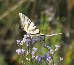 Iphiclides podalirius