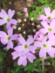 Glandularia laciniata