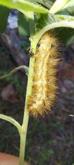 Spilosoma