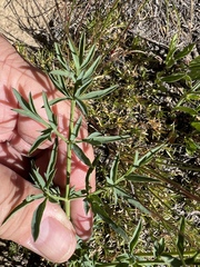 Lomatium brandegeei