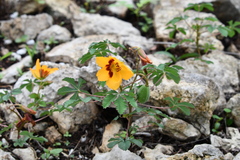 Cochlospermum wrightii