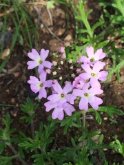 Glandularia laciniata