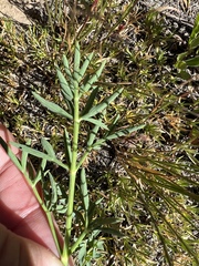Lomatium brandegeei