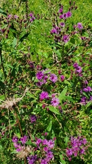Vernonia missurica