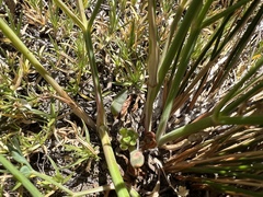 Lomatium brandegeei