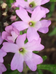 Glandularia laciniata