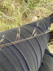Bromus