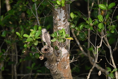Accipiter badius
