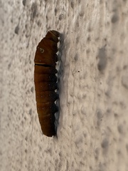 Papilio multicaudata