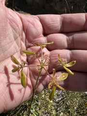 Lomatium brandegeei