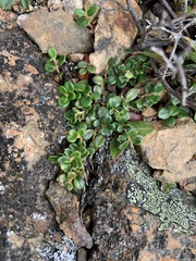 Vaccinium vitis-idaea