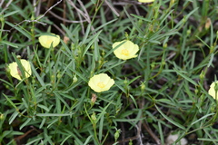 Cienfuegosia yucatanensis