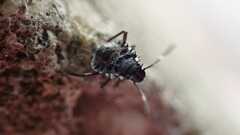 Halyomorpha halys