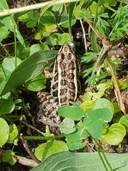 Lithobates palustris